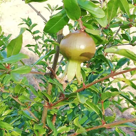 Terra Del Salento *